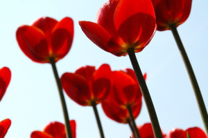 Rode tulpen op 1 mei (+ invullen online vragenlijst zorg)